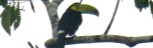 Toucan perched on a tree nearby